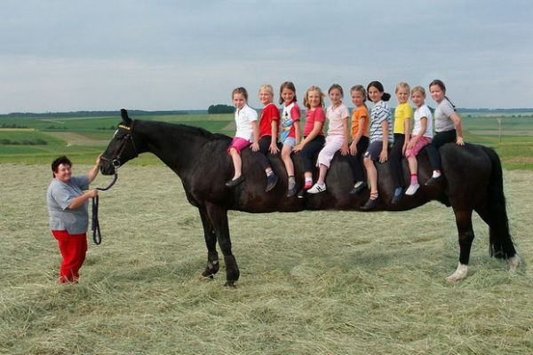 10 person horse