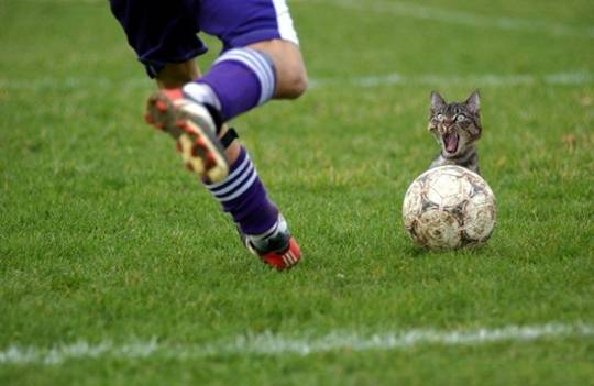 Kittten does not like football soccer