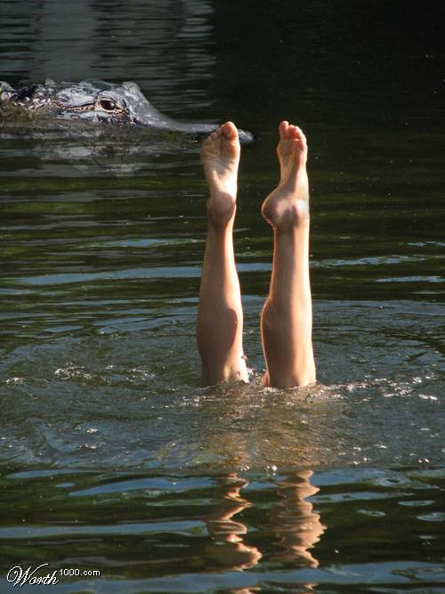 synchronized swimming in front of a crocodile