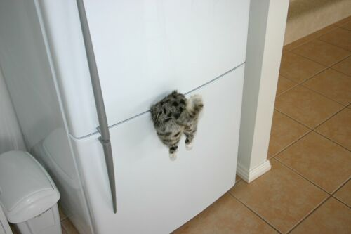 Little kitten penetrating the fridge while doors are closing